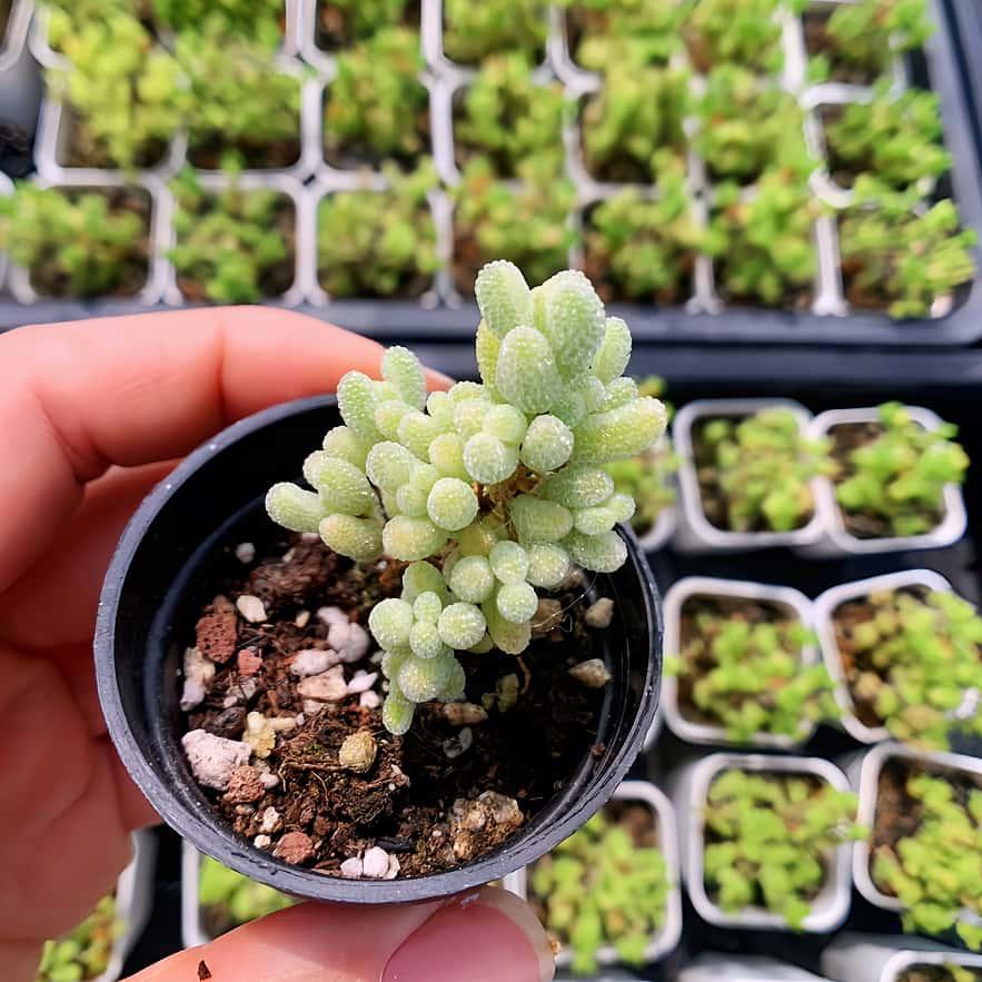 農園直売 多肉植物 寄せ植え ドロサンテマム 氷砂糖錦（群）観葉植物