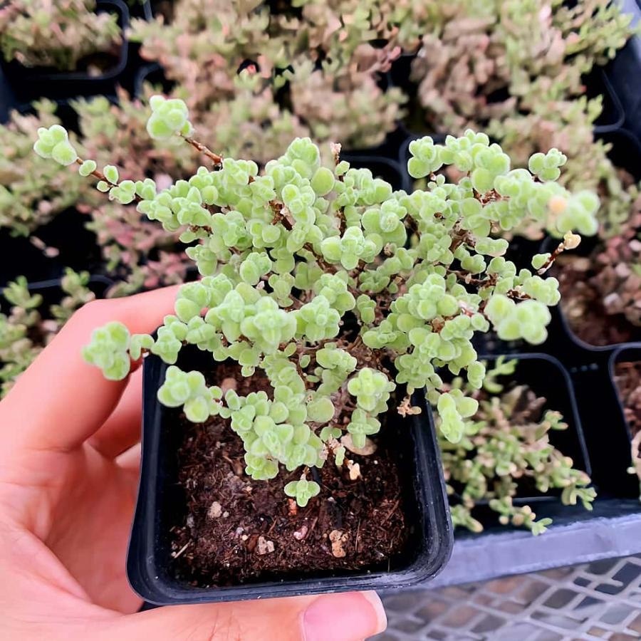 農園直売 多肉植物 寄せ植え ドロサンテマム 莱斯虎斑（群）観葉植物