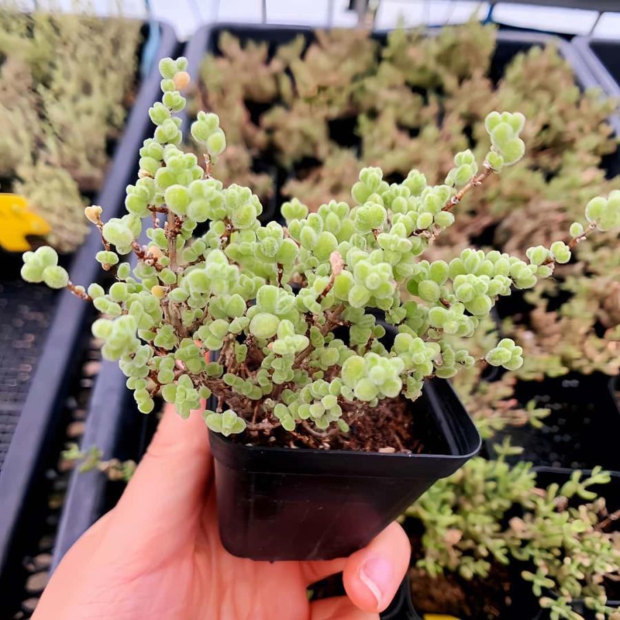 農園直売 多肉植物 寄せ植え ドロサンテマム 莱斯虎斑（群）観葉植物