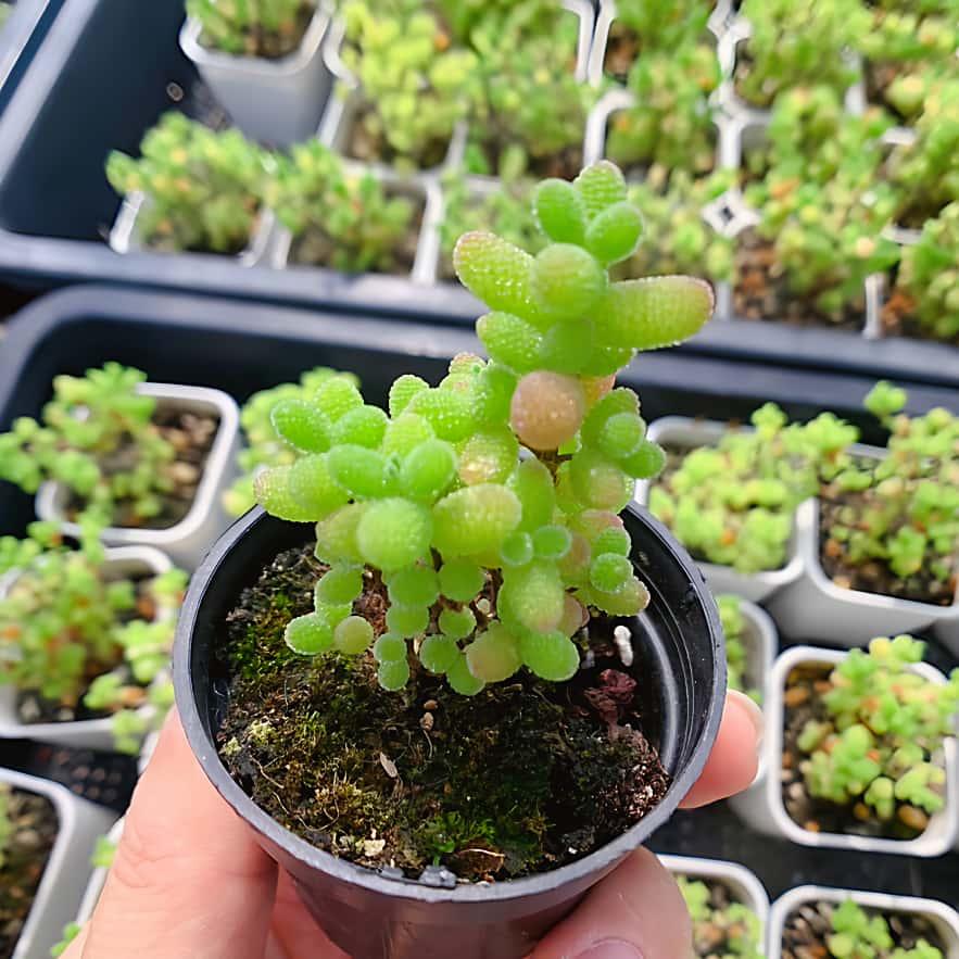 農園直売 多肉植物 寄せ植え ドロサンテマム ダイダイ（群）新品種 蜜