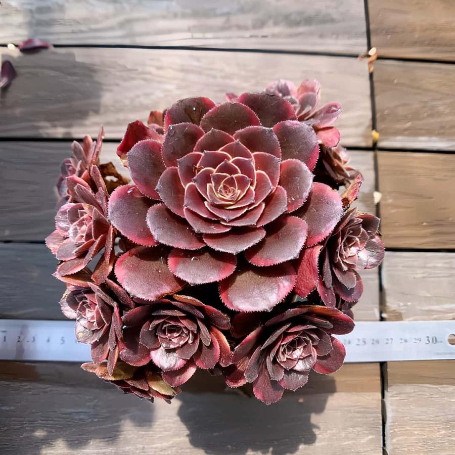 66#多肉植物アエオニウム❤️ 桃花石 ❤️12頭31cm拨き苗 農園直売 多肉植物 アエオニウム 桃花石（群） 観葉植物 インテリア