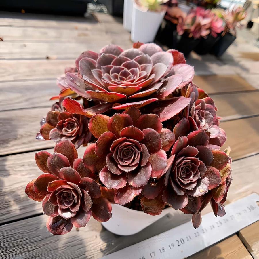 農園直売 多肉植物 アエオニウム 桃花石（群） 観葉植物 インテリア