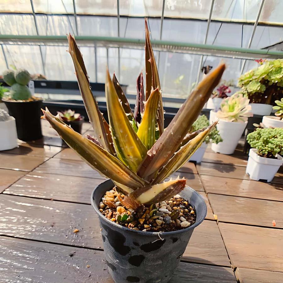 農園直売 多肉植物 不夜城錦 子株付き アロエ ハオルチア 観葉植物