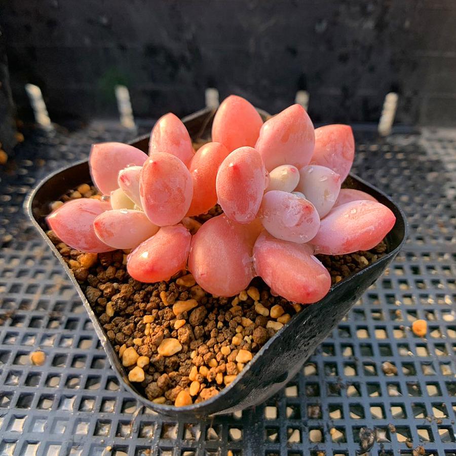 農園直売 多肉植物 寄せ植え 洛神（2頭）観葉植物 インテリア 多肉専門