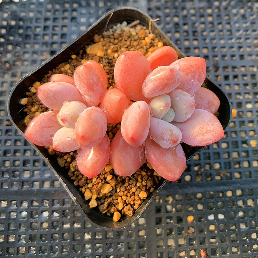 農園直売 多肉植物 寄せ植え 洛神（2頭）観葉植物 インテリア 多肉専門