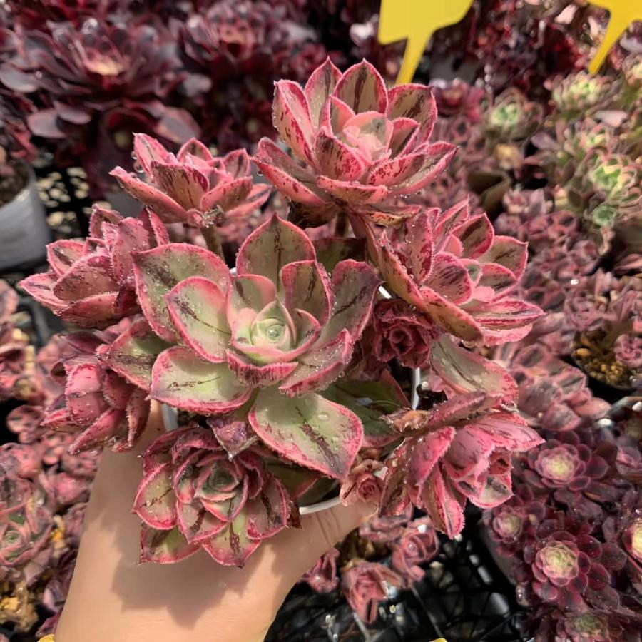 農園直売 多肉植物 寄せ植え アエオニウム ソメツケ（錦）群生 美苗