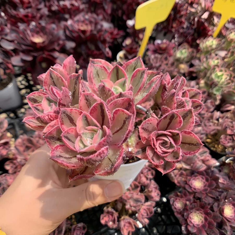 農園直売 多肉植物 寄せ植え アエオニウム ソメツケ（錦）群生 美苗