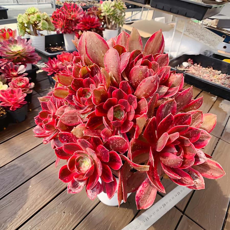 農園直売 多肉植物 寄せ植え アエオニウム 紫砂（錦）群生 特特大 美苗