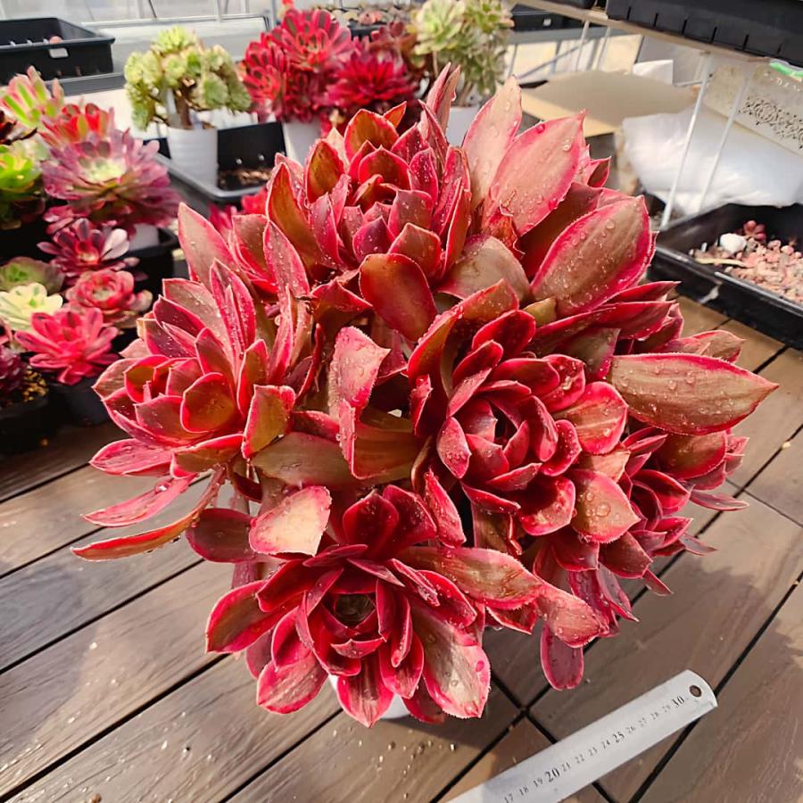 農園直売 多肉植物 寄せ植え アエオニウム 紫砂（錦）群生 特特大 美苗