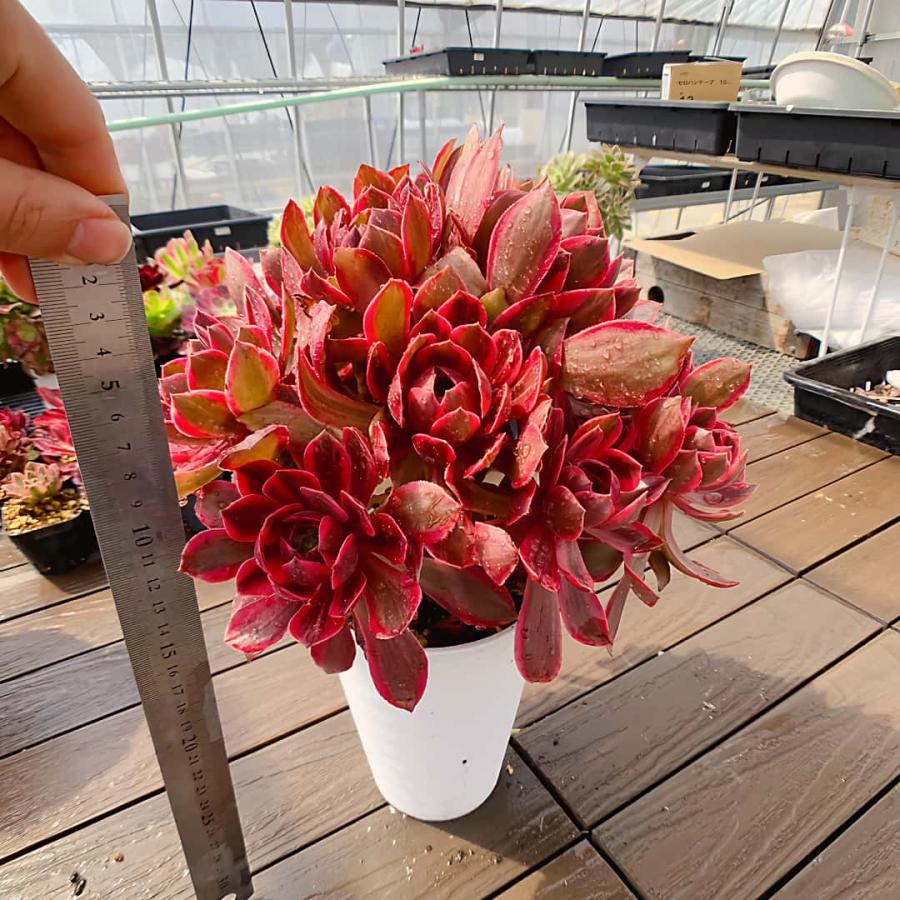農園直売 多肉植物 寄せ植え アエオニウム 紫砂（錦）群生 特特大 美苗