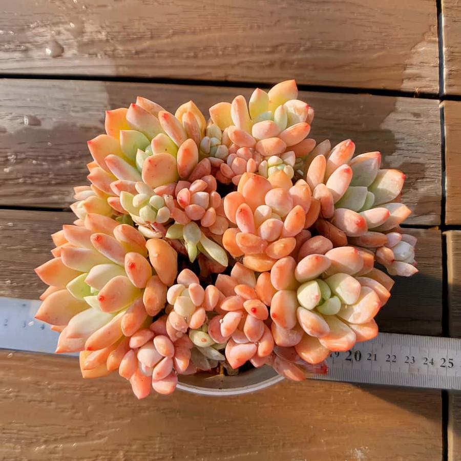 農園直売 多肉植物 寄せ植え エケベリア属 香水xアメチスチヌム（群