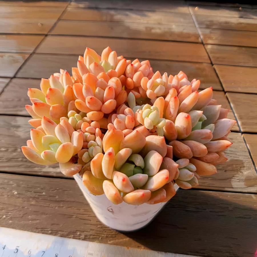農園直売 多肉植物 寄せ植え エケベリア属 香水xアメチスチヌム（群