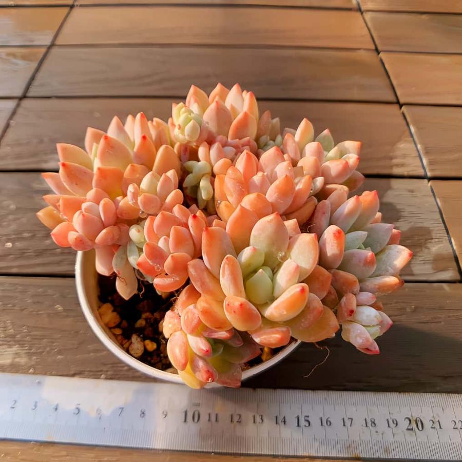 農園直売 多肉植物 寄せ植え エケベリア属 香水xアメチスチヌム（群
