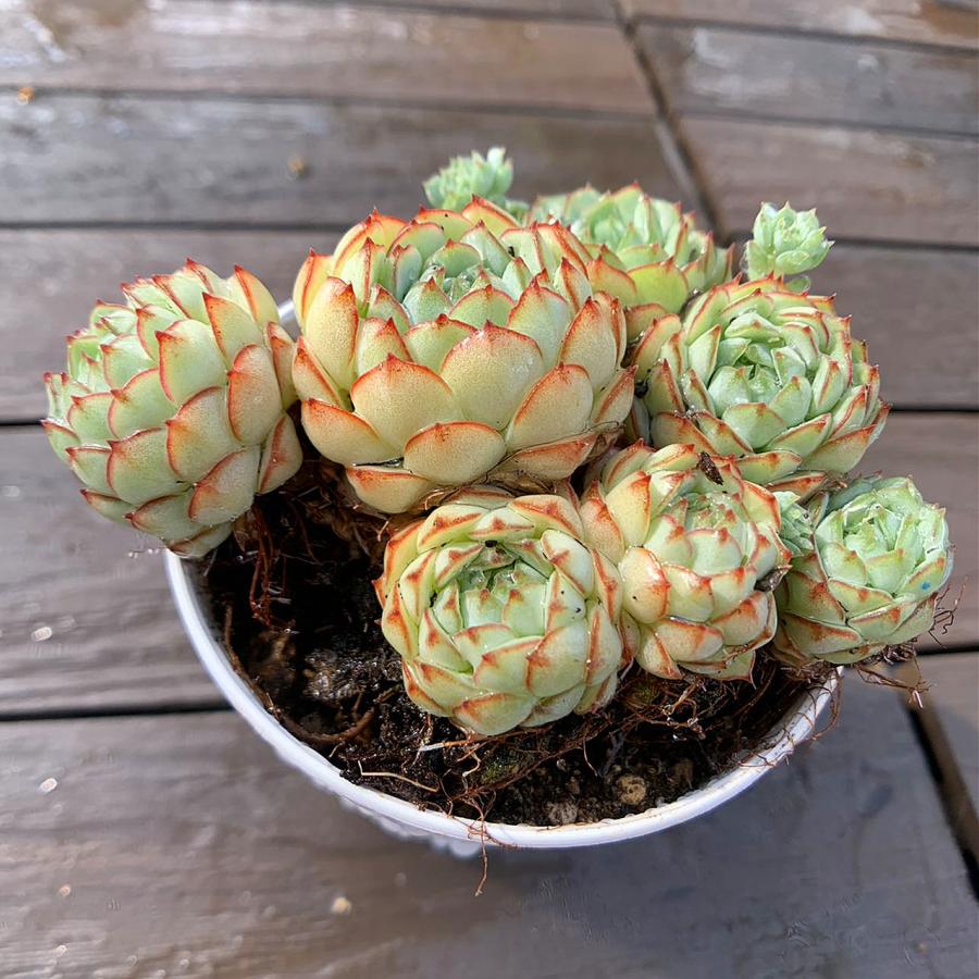 農園直売 多肉植物 寄せ植え エケベリア属 ´Vincent Catto´ hyb(大群生
