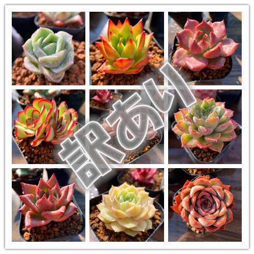 農園直売 多肉植物 寄せ植え 訳ありセット 10株 抜き苗 数量限定 観葉植物 インテリア 多肉専門verve 003 多肉専門verve 通販 Yahoo ショッピング