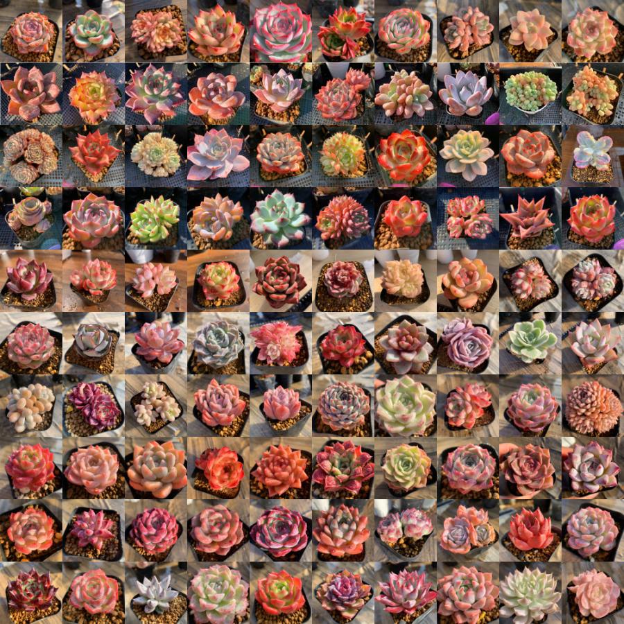 セール 50％〜70％OFF 農園直売 多肉植物 寄せ植え 抜き苗 数量限定