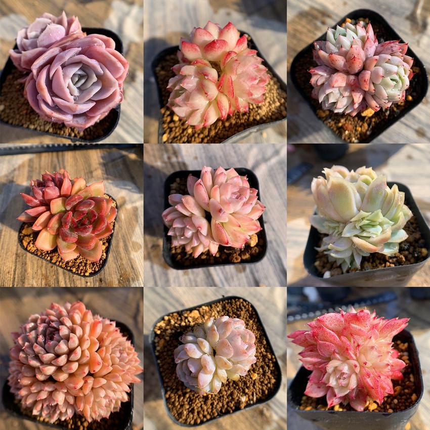 セール 50％〜70％OFF 農園直売 多肉植物 寄せ植え 抜き苗 数量限定