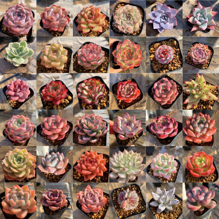 セール 50％〜70％OFF 農園直売 多肉植物 寄せ植え 抜き苗 数量限定