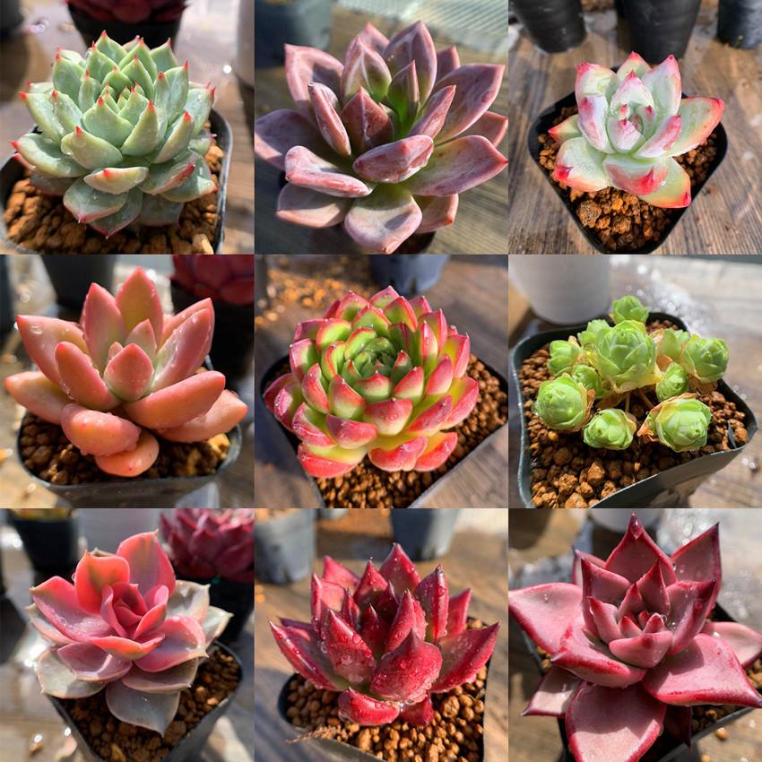 セール 50％〜70％OFF 農園直売 多肉植物 寄せ植え 抜き苗 数量限定