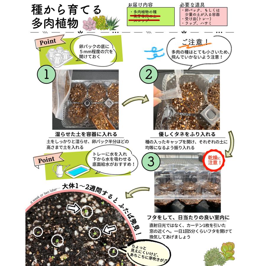 朽森紫苑　希少多数　まとめ売り 花種子 お徳用パック！ コスモス畑 センセーション混合 タキイ種苗の
