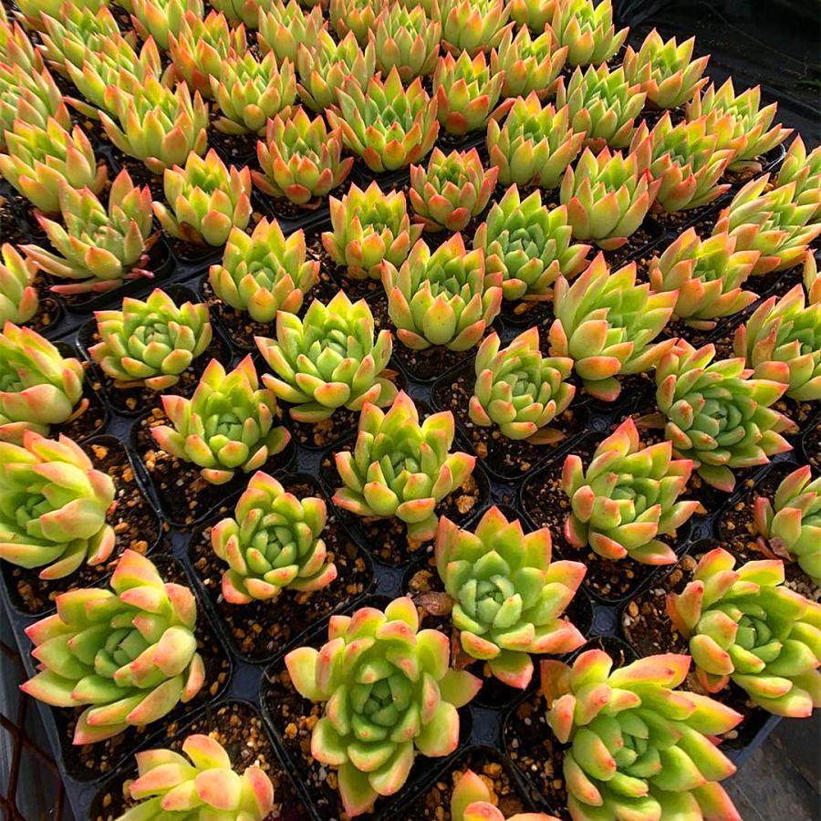 予約販売 送料無料 当店農園直売 21福袋 大人気 感謝祭 期間限定 抜き苗 多肉専門verve 21 多肉専門verve 通販 Yahoo ショッピング