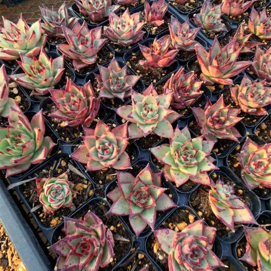 予約販売 送料無料 当店農園直売 21福袋 大人気 感謝祭 期間限定 抜き苗 多肉専門verve 21 多肉専門verve 通販 Yahoo ショッピング