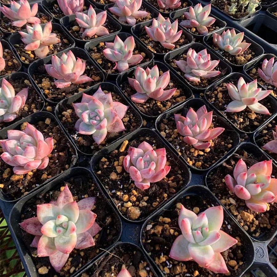 予約販売 送料無料 当店農園直売 21福袋 大人気 感謝祭 期間限定 抜き苗 多肉専門verve 21 多肉専門verve 通販 Yahoo ショッピング