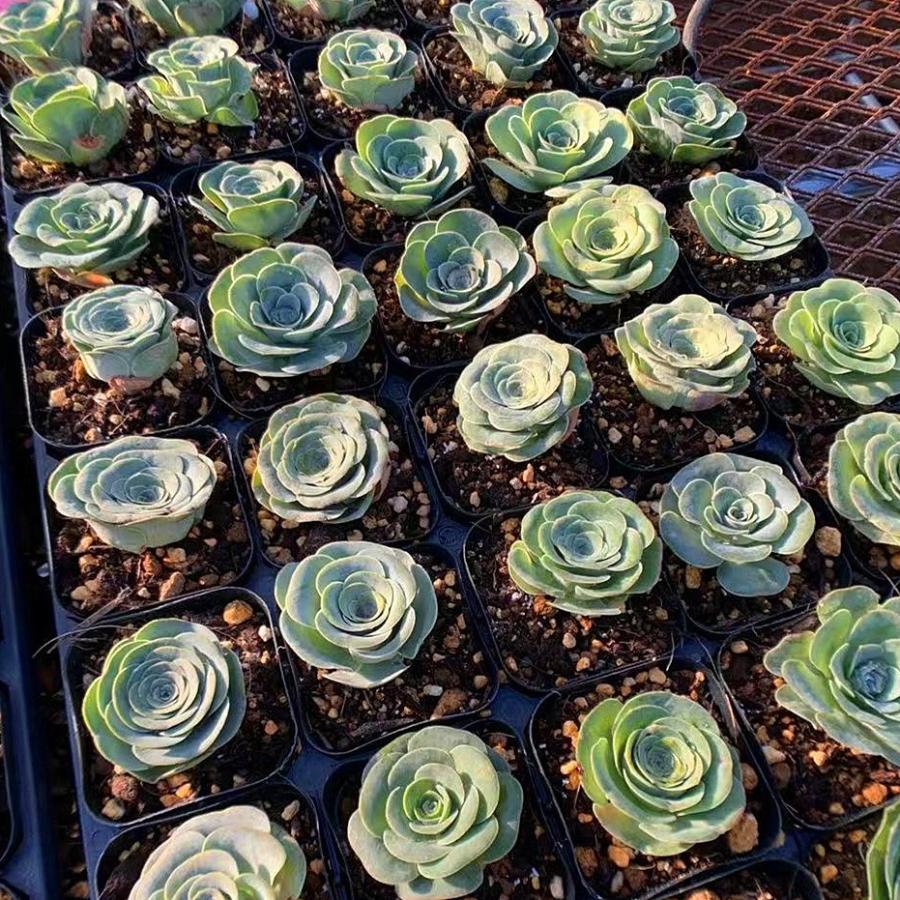 予約販売 送料無料 当店農園直売 21福袋 大人気 感謝祭 期間限定 抜き苗 多肉専門verve 21 多肉専門verve 通販 Yahoo ショッピング