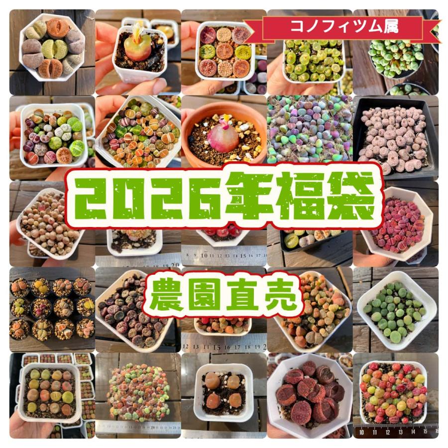 予約販売 送料無料 農園直売 最強福袋 コノフィツム属 1万円 2026年