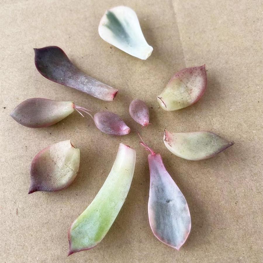 農園直売 多肉植物 寄せ植え 葉挿し 葉 エケベリア属 10枚セット