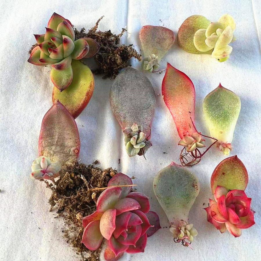 農園直売 多肉植物 寄せ植え 葉挿し 10枚セット 出芽済 観葉植物 インテリア 多肉専門verve 多肉専門verve 通販 Yahoo ショッピング