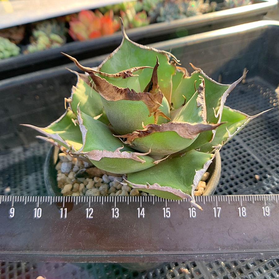 農園直売 hb04 アガベ 黒豹 多肉植物 寄せ植え 現物 極上株 入手困難