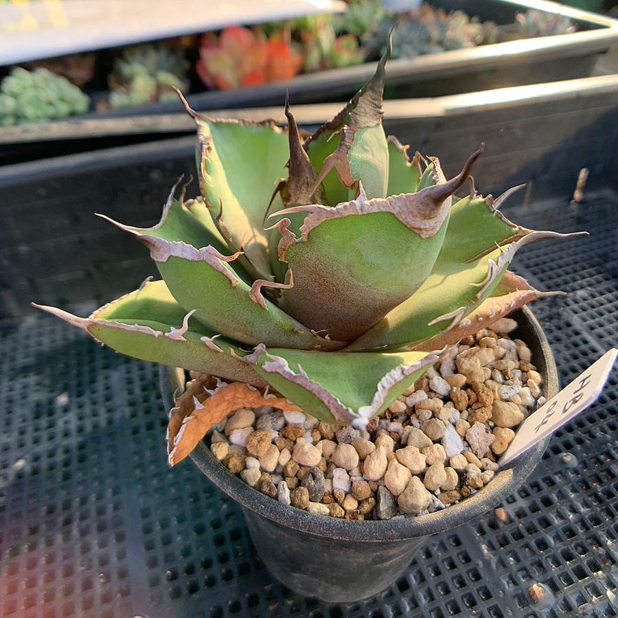 農園直売 hb04 アガベ 黒豹 多肉植物 寄せ植え 現物 極上株 入手困難