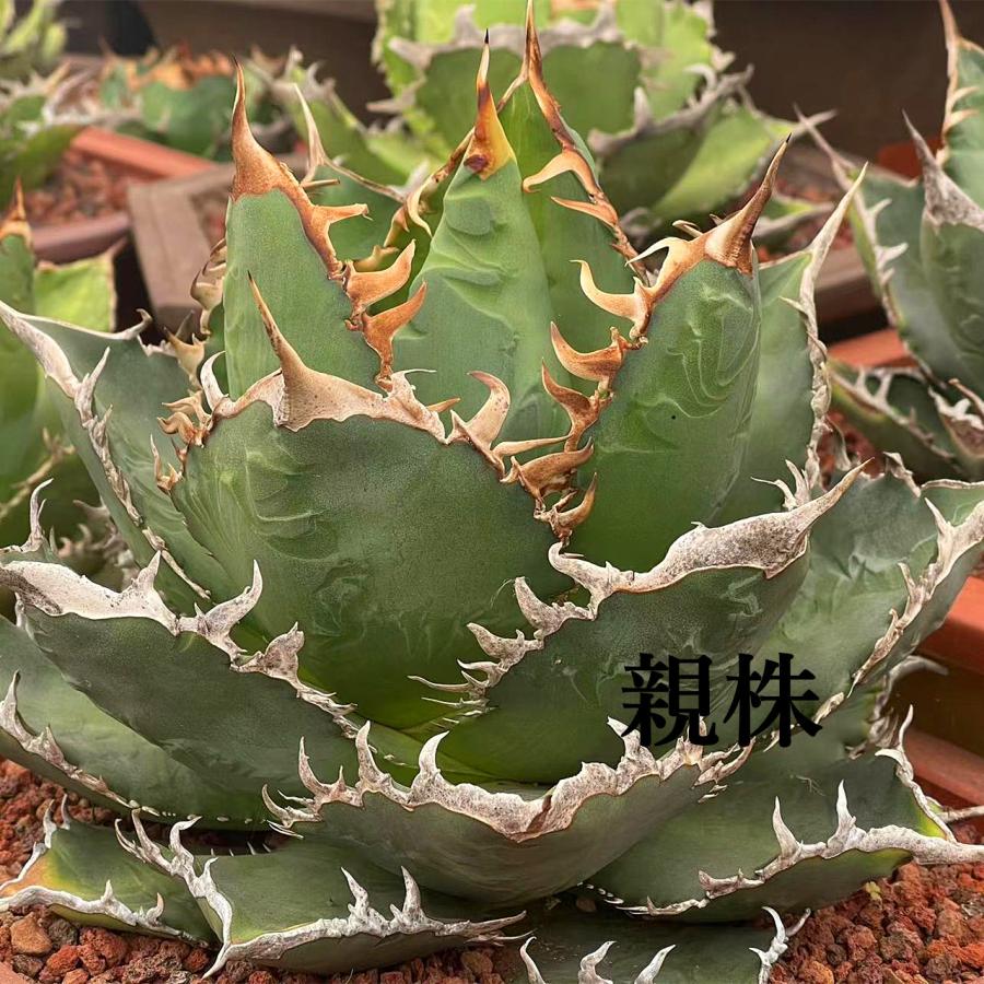農園直売 アガベ 海王 メリクロン株 多肉専門VERVE : 多肉専門VERVE