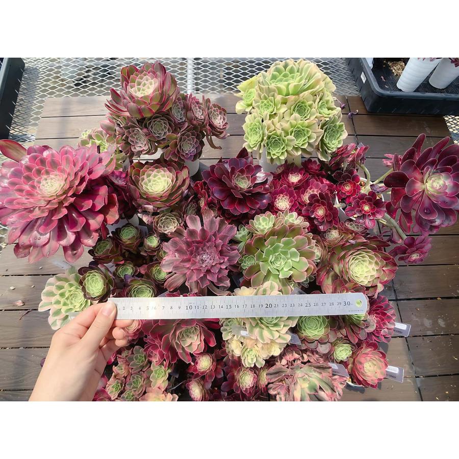 期間限定増量 農園直売 送料無料 多肉植物 アエオニウム属、1点