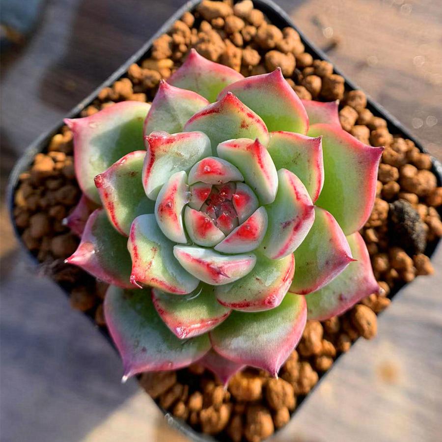 春の新作 農園直売 多肉植物 寄せ植え エケベリア属 チワワエンシス 抜き苗 観葉植物 インテリア 多肉専門verve 年末年始大決算