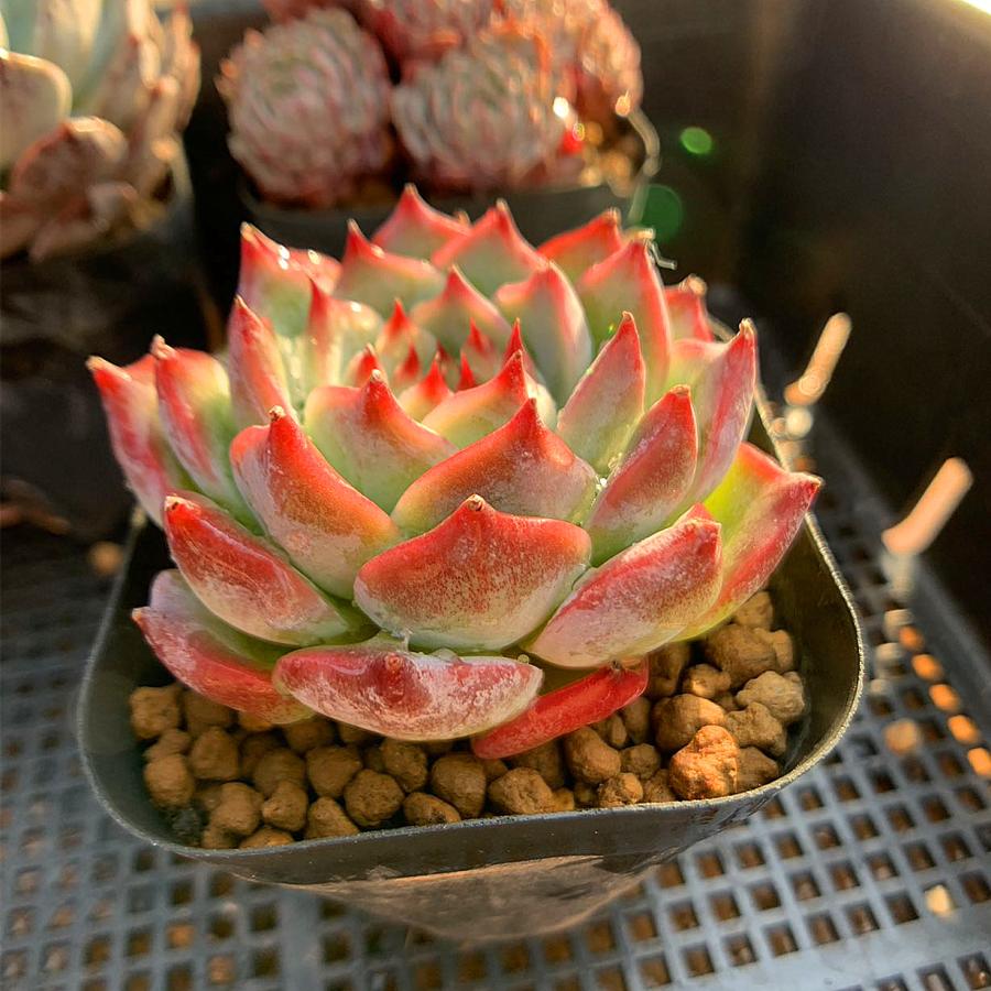 農園直売 多肉植物 寄せ植え エケベリア属 チワワエンシス 抜き苗 観葉