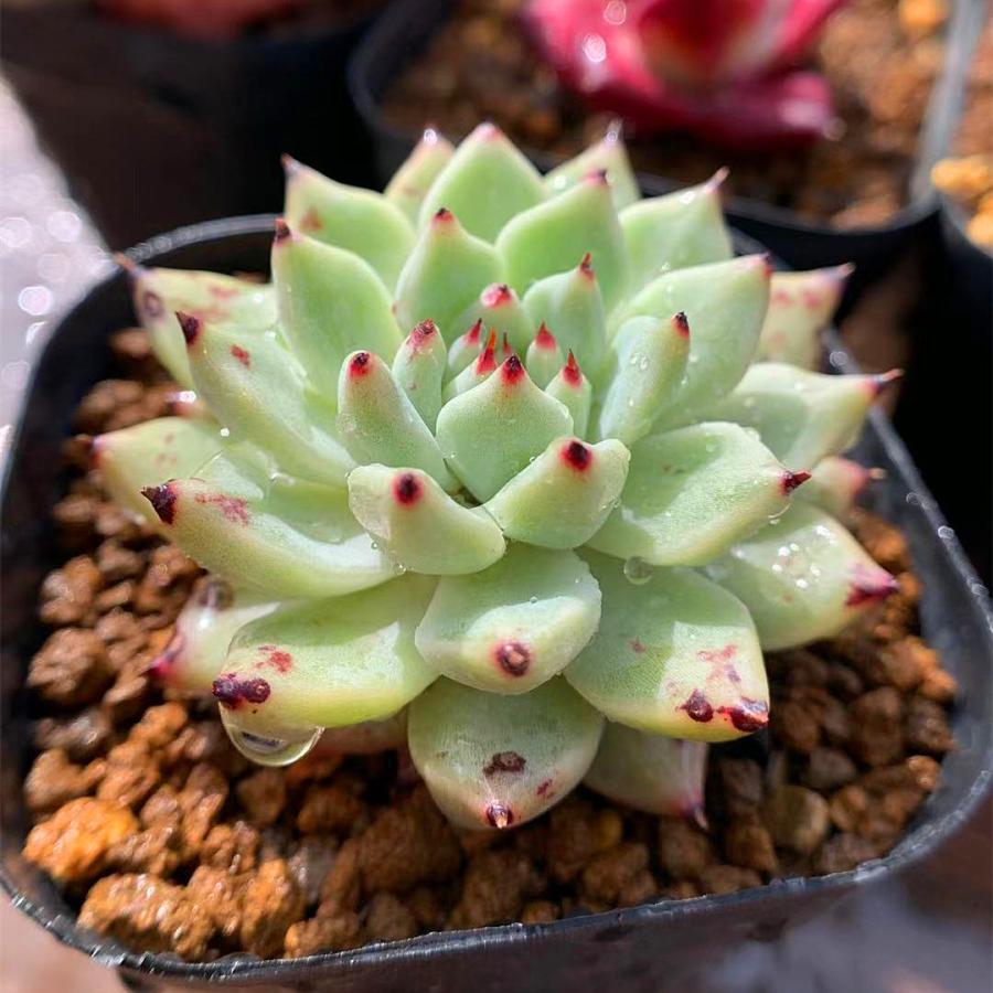 農園直売 多肉植物 寄せ植え エケベリア属 原種ザラゴーサ 新作入荷 単 観葉植物 抜き苗 インテリア