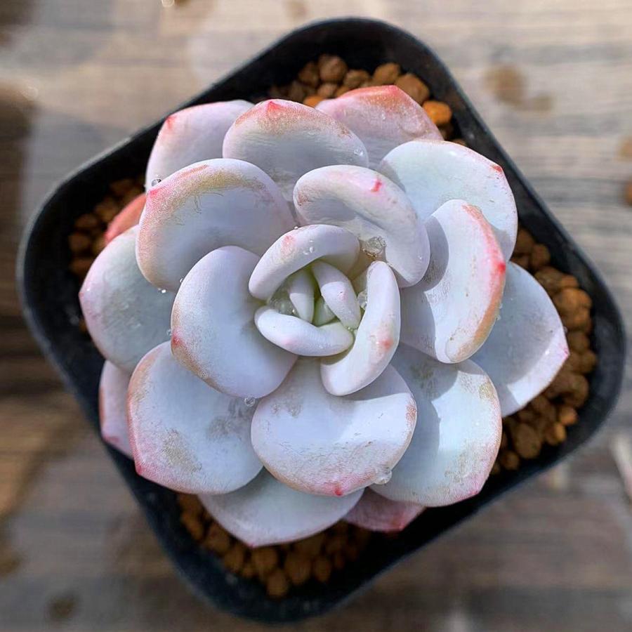農園直売 多肉植物 寄せ植え エケベリア属 ラウイ 超美苗 大 抜き苗 観葉植物 インテリア 多肉専門verve 通販 Yahoo ショッピング
