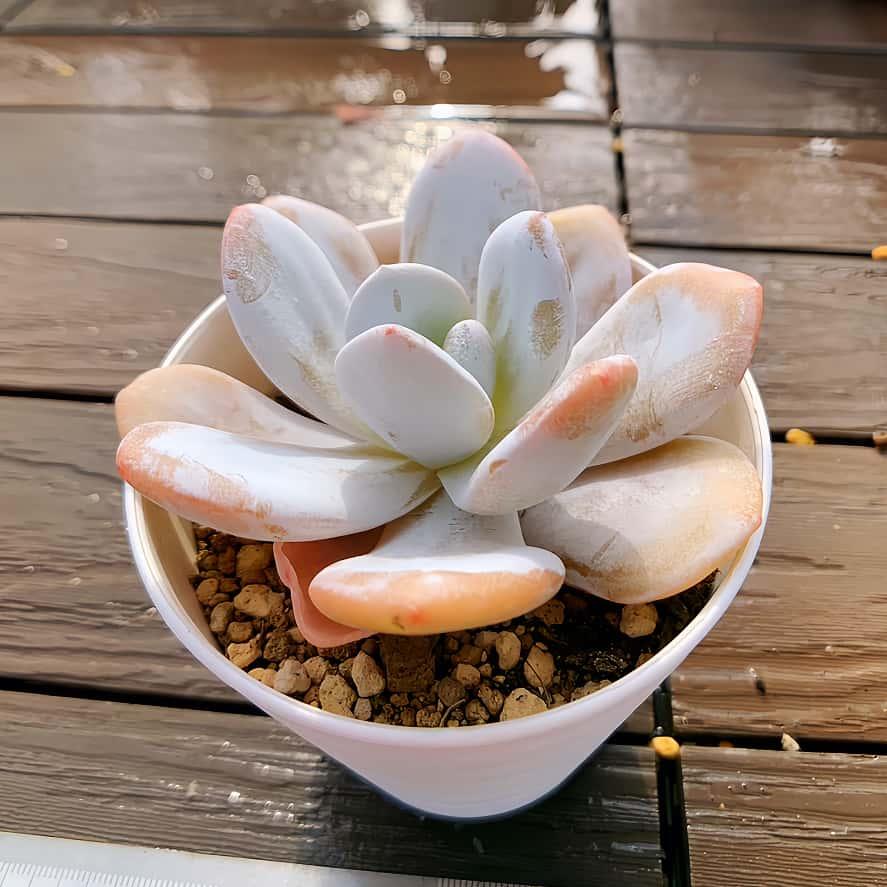 多肉植物　月影xラウイ 農園直売 多肉植物 寄せ植え エケベリア属 ラウイ (大) 観葉植物