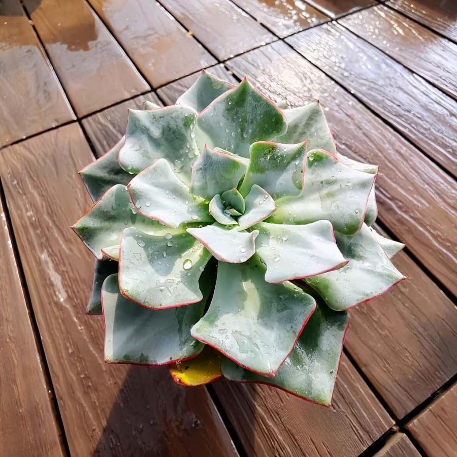 農園直売 多肉植物 寄せ植え エケベリア属 ストリクチフローラ ノヴァ