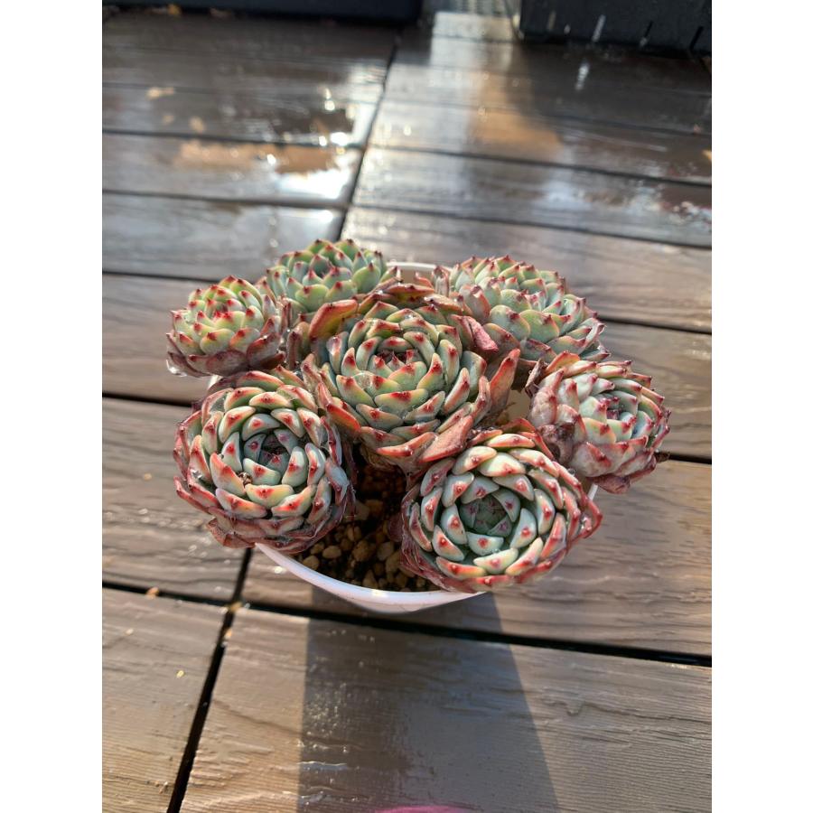農園直売 多肉植物 寄せ植え エケベリア属 ホワイトミニマ（4頭以上