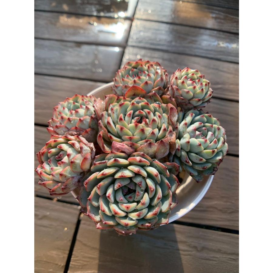 多色エケベリア寄せ植え 農園直売 多肉植物 寄せ植え エケベリア属 ホワイトミニマ（4頭