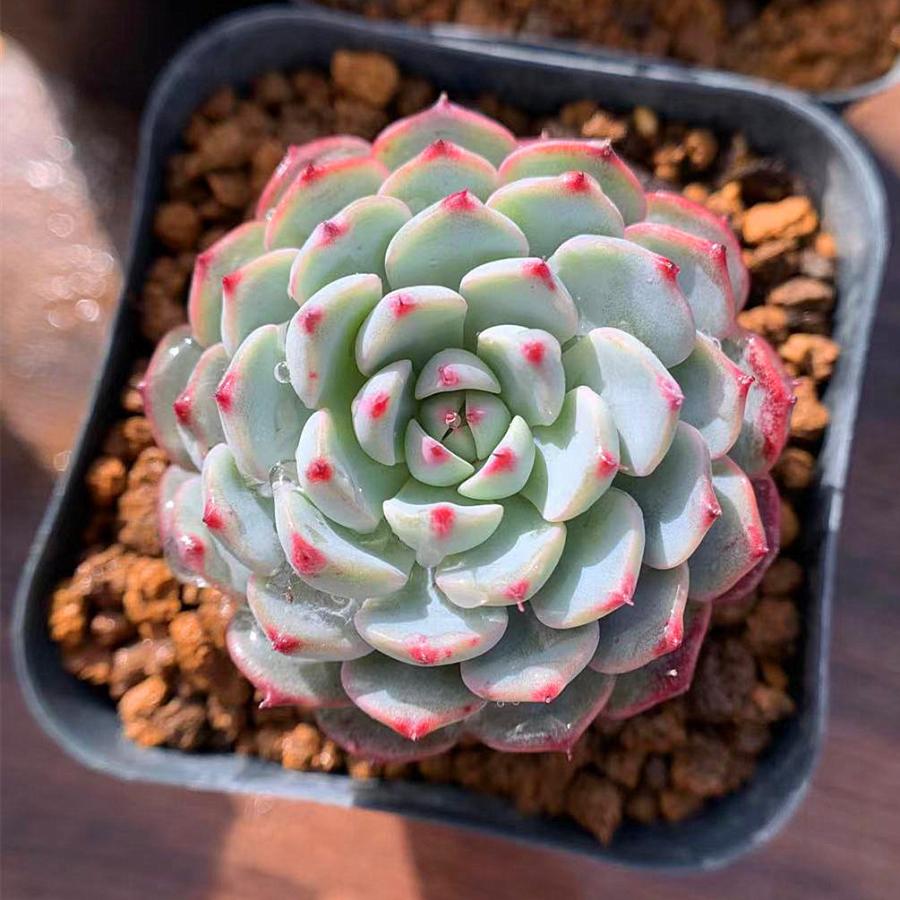 農園直売 多肉植物 寄せ植え エケベリア属 ブルーミニマ 抜き苗 観葉植物 インテリア 開店祝い 農園直売 多肉植物 寄せ植え エケベリア属 ブルーミニマ 抜き苗 観葉植物 インテリア 開店祝い