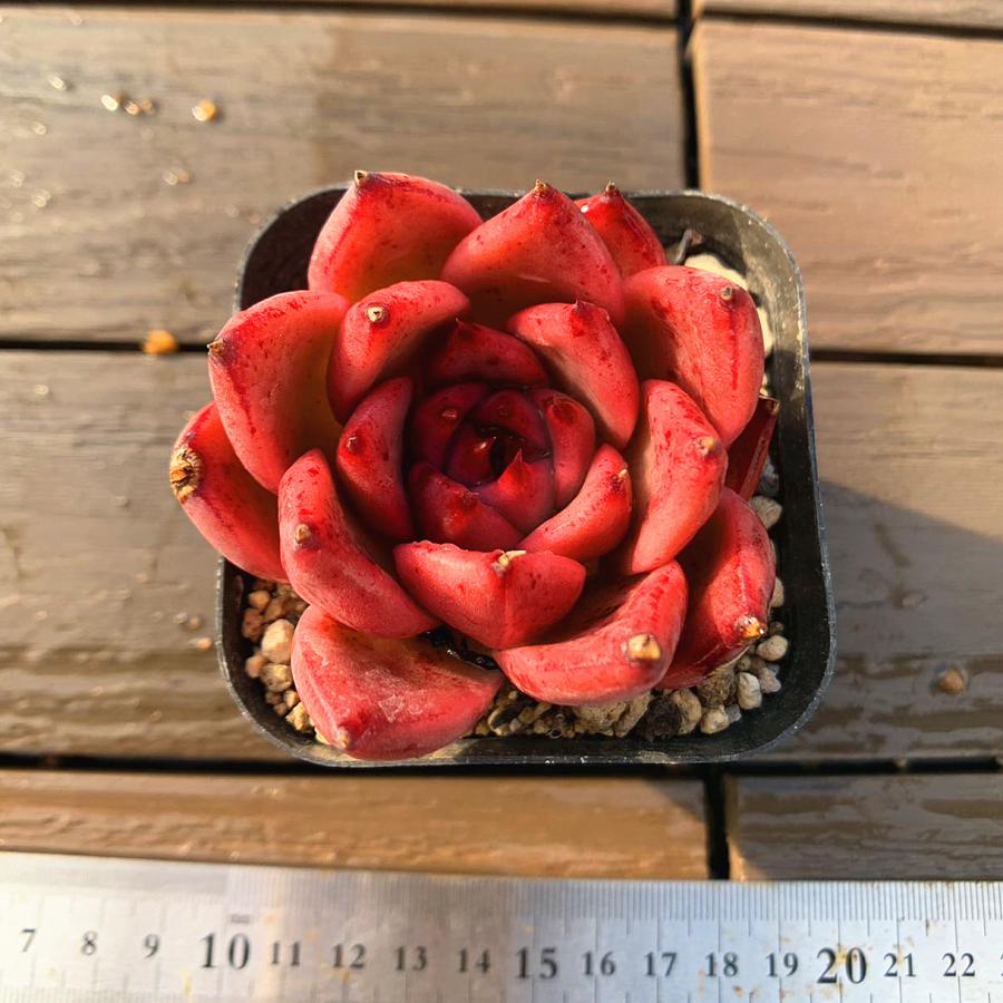 農園直売 多肉植物 寄せ植え エケベリア属 Honey pink(単) 観葉植物