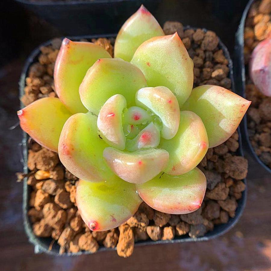 農園直売 多肉植物 寄せ植え エケベリア属 ホワイトナイト 単 抜き苗 観葉植物 インテリア O 多肉専門verve 通販 Yahoo ショッピング