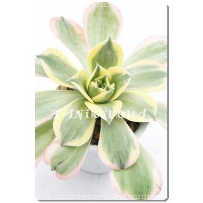 サンバースト 2寸ポット アエオニウム 弁慶草科 多肉植物 根付苗 多肉激安 あえおにうむ苗 可愛い多肉植物 A 004 多肉永遠支店 通販 Yahoo ショッピング