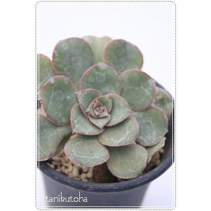 65 Off サブプラヌム 2寸ポット アエオニウム 弁慶草科 多肉植物 根付苗 多肉激安 あえおにうむ苗 可愛い多肉植物