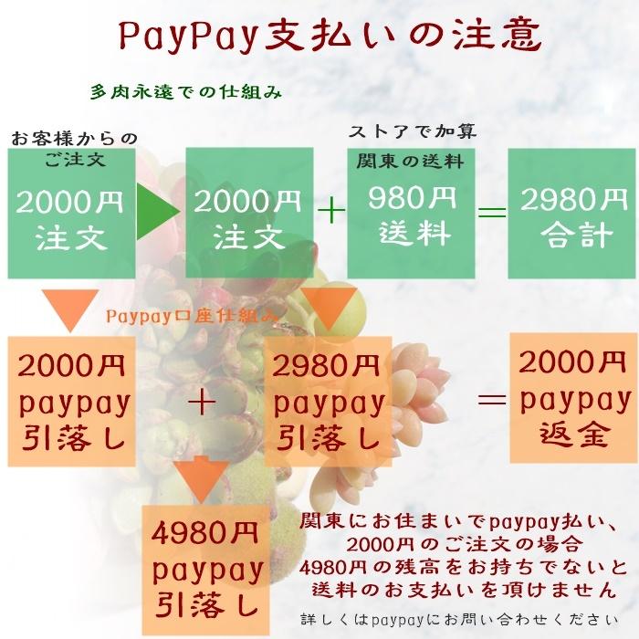 カシミアブラック Mサイズ 2寸ポット アエオニウム 弁慶草科 多肉植物 根付苗 多肉激安 あえおにうむ苗 可愛い多肉植物｜tanikutoha｜09