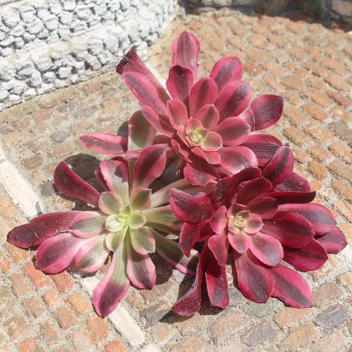 メデューサ アエオニウム 5.5cmポット 韓国苗 aeonium medusa 弁慶草科 